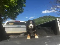 Female 1, a male Bernese Mountain Dog for sale in Pulaski, TN – Photo 1 of 3