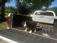 Female 1, a male Bernese Mountain Dog for sale in Pulaski, TN – Photo 2 of 3