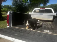 Female 1, a male Bernese Mountain Dog for sale in Pulaski, TN – Photo 3 of 3