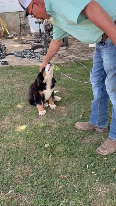 Female , a female Bernese Mountain Dog for sale in Pulaski, TN – 3 of 3