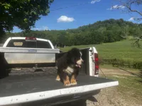 Male 1 , a male Bernese Mountain Dog for sale in Pulaski, TN – Photo 3 of 3