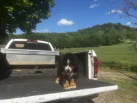 Male 1 , a male Bernese Mountain Dog for sale in Pulaski, TN – Photo 2 of 3