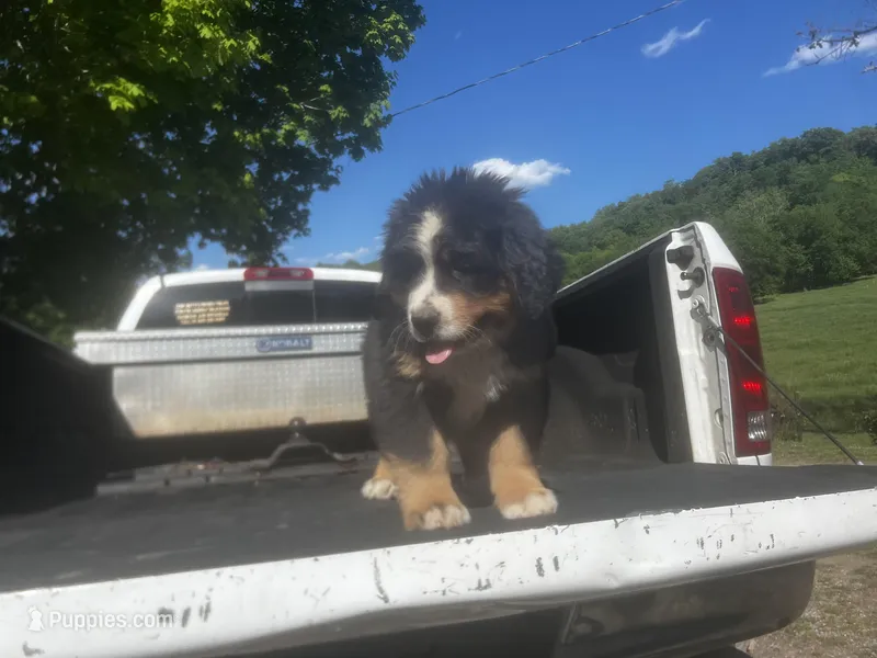 Male 1  – Bernese Mountain Dog puppy for sale in Pulaski, TN