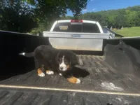 Female 4, a female Bernese Mountain Dog for sale in Pulaski, TN – Photo 3 of 3