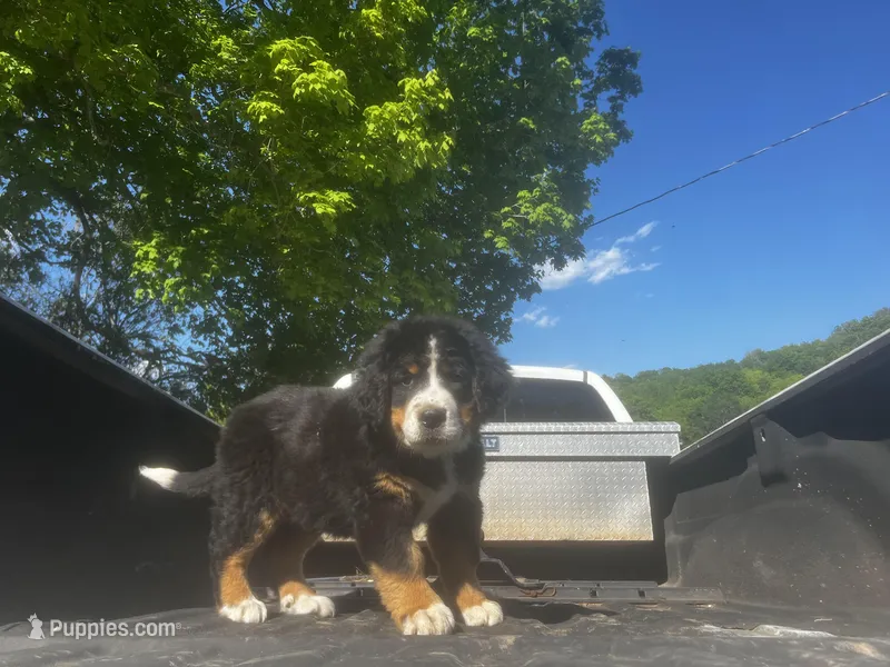 Female 4 – Bernese Mountain Dog puppy for sale in Pulaski, TN