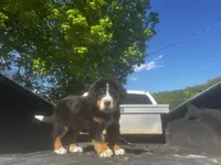 Female 4, a female Bernese Mountain Dog for sale in Pulaski, TN – Photo 2 of 3