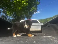Female 4, a female Bernese Mountain Dog for sale in Pulaski, TN – Photo 1 of 3