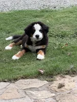 Female , a female Bernese Mountain Dog for sale in Pulaski, TN – 2 of 3
