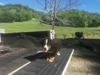 Male 2, a male Bernese Mountain Dog for sale in Pulaski, TN – Photo 3 of 3
