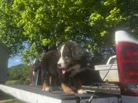 Male 2, a male Bernese Mountain Dog for sale in Pulaski, TN – Photo 2 of 3