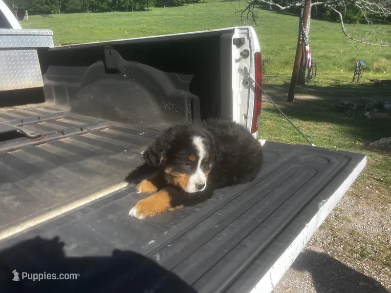 Male 2 – Bernese Mountain Dog puppy for sale in Pulaski, TN