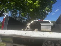 Female 3, a female Bernese Mountain Dog for sale in Pulaski, TN – Photo 3 of 3