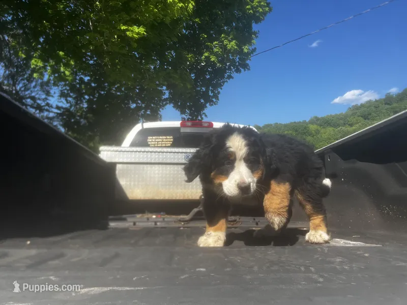 Female 3 – Bernese Mountain Dog puppy for sale in Pulaski, TN