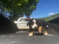 Female 3, a female Bernese Mountain Dog for sale in Pulaski, TN – Photo 1 of 3