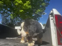 Female 3, a female Bernese Mountain Dog for sale in Pulaski, TN – Photo 2 of 3