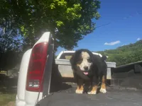 Female 2, a female Bernese Mountain Dog for sale in Pulaski, TN – Photo 3 of 3