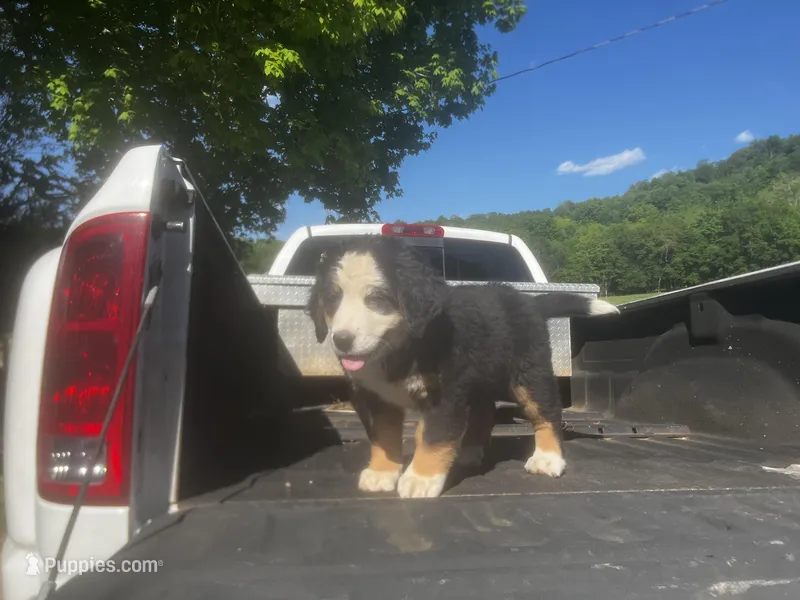 Female 2 – Bernese Mountain Dog puppy for sale in Pulaski, TN