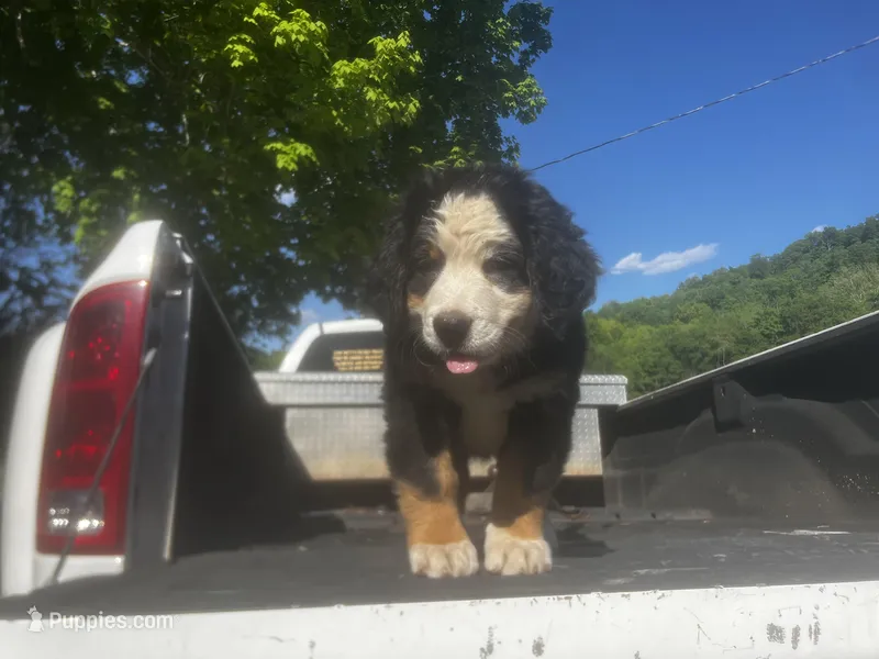 Female 2 – Bernese Mountain Dog puppy for sale in Pulaski, TN