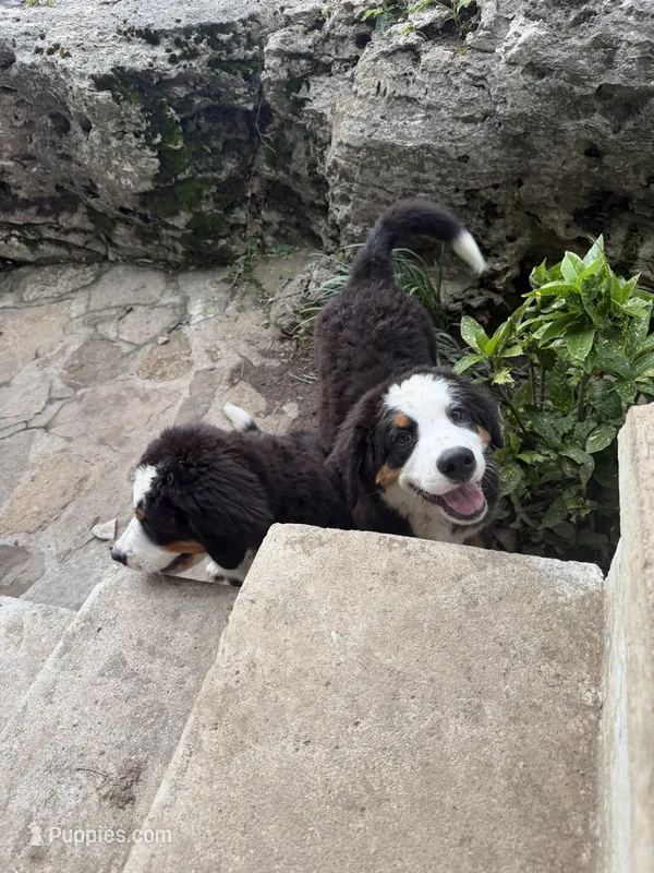 Female  – Bernese Mountain Dog puppy for sale in Pulaski, TN