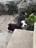 Female , a female Bernese Mountain Dog for sale in Pulaski, TN – 1 of 3