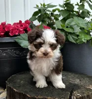 Lilly , a female Havapoo for sale in Shipshewana, IN – 4 of 7