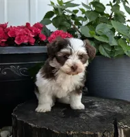 Lilly , a female Havapoo for sale in Shipshewana, IN – 2 of 7