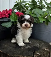 Luka, a male Havapoo for sale in Shipshewana, IN – 3 of 8