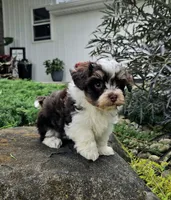 Luka, a male Havapoo for sale in Shipshewana, IN – 2 of 8