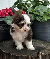Lilly , a female Havapoo for sale in Shipshewana, IN – 5 of 7
