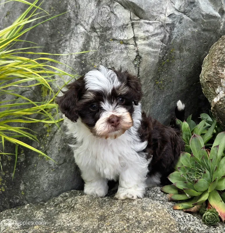 Luka – Havapoo puppy for sale in Shipshewana, IN