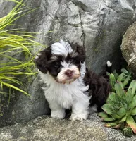 Luka, a male Havapoo for sale in Shipshewana, IN – 1 of 8