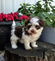 Lilly , a female Havapoo for sale in Shipshewana, IN – 3 of 7