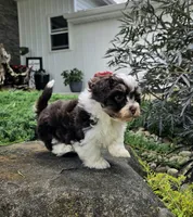 Luka, a male Havapoo for sale in Shipshewana, IN – 6 of 8