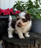 Lilly , a female Havapoo for sale in Shipshewana, IN – 6 of 7