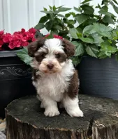 Lilly , a female Havapoo for sale in Shipshewana, IN – 7 of 7