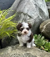 Lilly , a female Havapoo for sale in Shipshewana, IN – 1 of 7