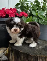 Luka, a male Havapoo for sale in Shipshewana, IN – 4 of 8