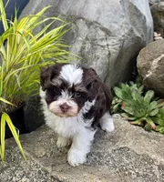 Luka, a male Havapoo for sale in Shipshewana, IN – 5 of 8