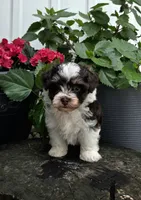 Luka, a male Havapoo for sale in Shipshewana, IN – 8 of 8
