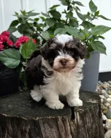 Luka, a male Havapoo for sale in Shipshewana, IN – 7 of 8
