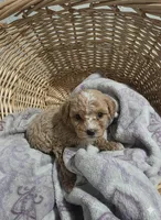 processed/91e0e3b2-3a0f-4d5c-9ec7-0a7ff550c04b/listing/028b9369-3dea-4832-bcd1-ea8a8bf2a3f2/76999062-b95d-4e0d-9ae3-b719bddfccdd