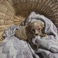 Buster, a male Cavapoo for sale in Cleveland Heights, OH – Photo 2 of 3