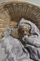 processed/91e0e3b2-3a0f-4d5c-9ec7-0a7ff550c04b/listing/028b9369-3dea-4832-bcd1-ea8a8bf2a3f2/c4f25070-bbff-4e94-8f12-52d5c904f961