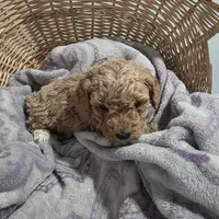 Buddy , a male Cavapoo for sale in Cleveland Heights, OH – Photo 1 of 3