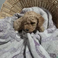 Buddy , a male Cavapoo for sale in Cleveland Heights, OH – Photo 3 of 3