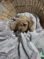 processed/91e0e3b2-3a0f-4d5c-9ec7-0a7ff550c04b/listing/1d7646a5-dfbb-4d79-a0e4-c9f2b8d19875/905cdc01-4295-42b9-89a2-e8db60dc8ee4