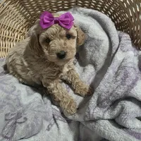 Saddie, a female Cavapoo for sale in Cleveland Heights, OH – Photo 1 of 3