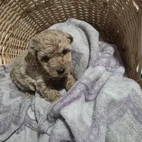 Saddie, a female Cavapoo for sale in Cleveland Heights, OH – Photo 3 of 3