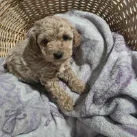 Saddie, a female Cavapoo for sale in Cleveland Heights, OH – Photo 2 of 3
