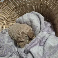 Katie , a female Cavapoo for sale in Cleveland Heights, OH – Photo 2 of 3